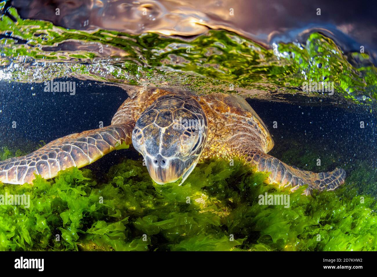 Tartaruga marina verde, Chelonia mydas, alimentazione sulle alghe, specie in via di estinzione, Laniakea Beach, Oahu, Hawaii, USA, Oceano Pacifico Foto Stock