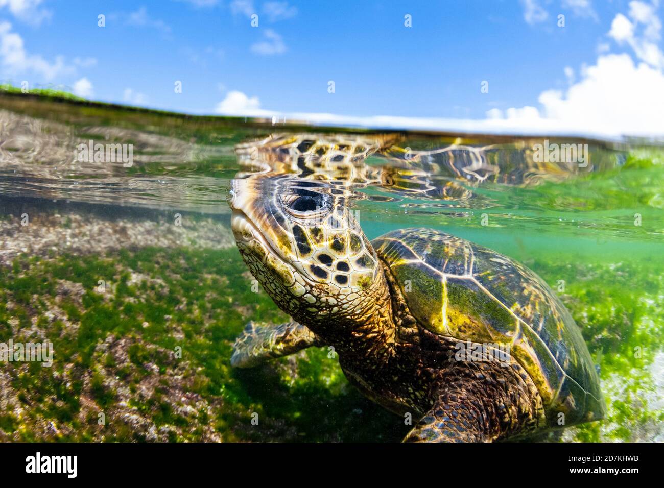 Tartaruga di mare verde, Chelonia mydas, foraggio nella barriera corallina poco profonda per alghe, specie in via di estinzione, Laniakea Beach, Oahu, Hawaii, USA, Oceano Pacifico Foto Stock