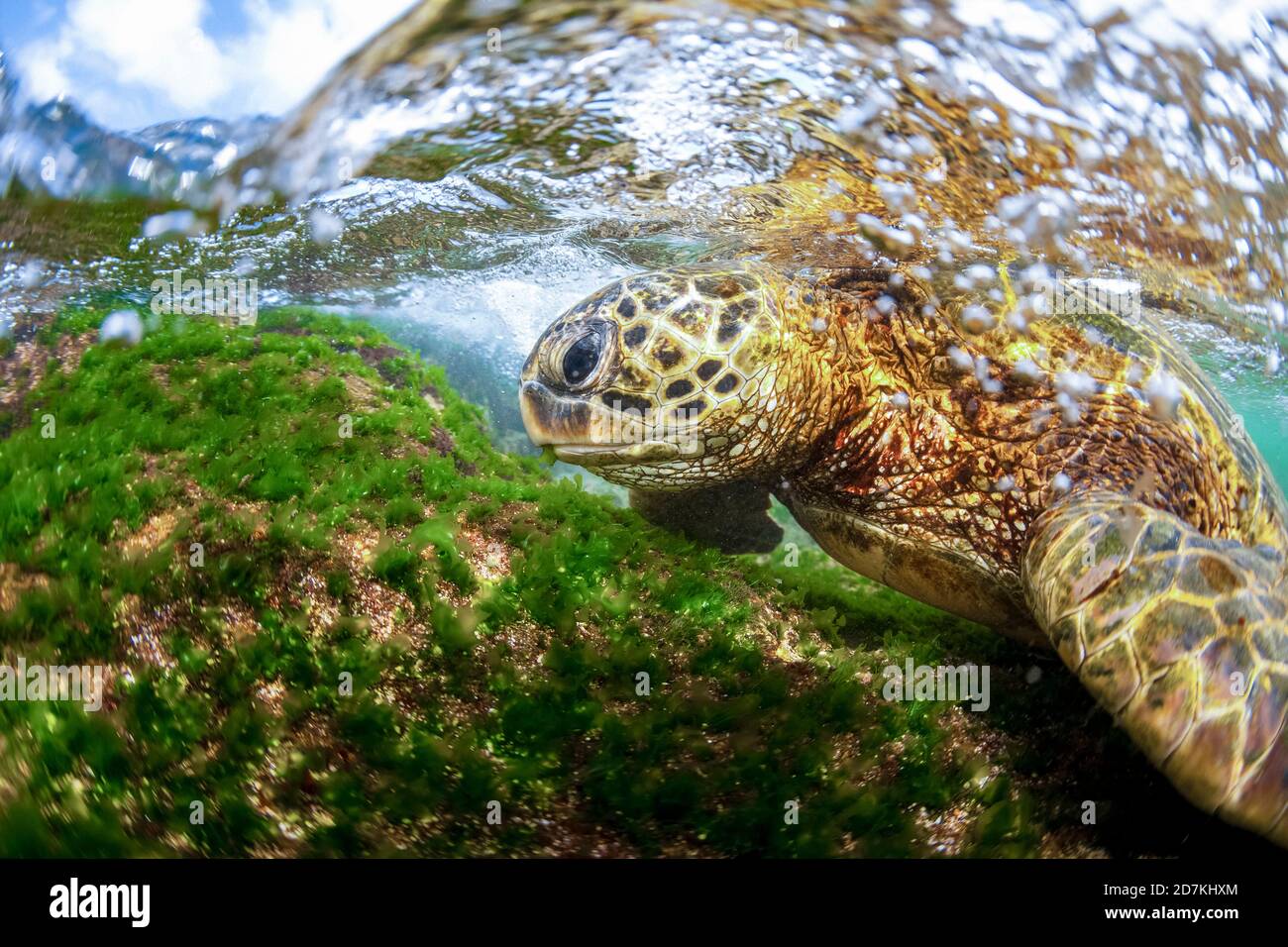 Tartaruga marina verde, Chelonia mydas, alimentazione sulle alghe, specie in via di estinzione, Laniakea Beach, Oahu, Hawaii, USA, Oceano Pacifico Foto Stock