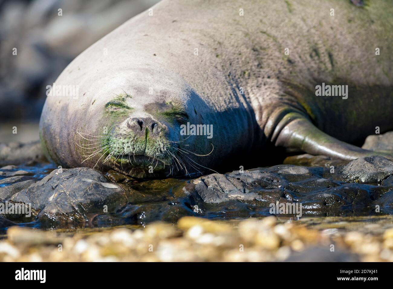 Hawaiian Monk Seal Sleeping, Neomonachus schauinslandi, criticamente minacciato, endemico, Ka'ena Point state Park, Oahu, Hawaii, USA, Oceano Pacifico Foto Stock