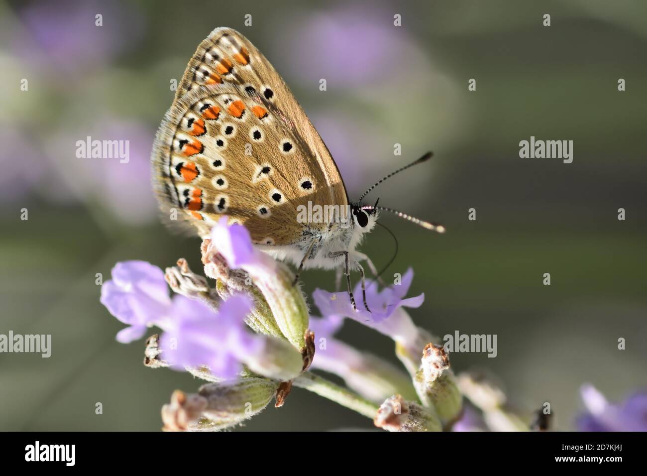 Macro fotografia di un Polimatus, una farfalla della famiglia Lycaenidae, presa nel suo habitat naturale. Foto Stock