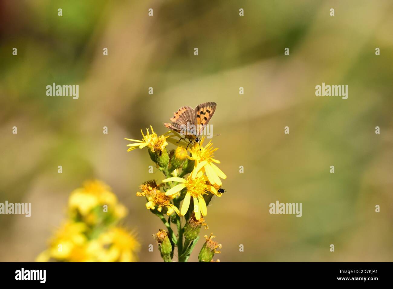 Esemplare isolato di flaea di Lycaena o di piccolo rame, fotografato nell'orto, sopra una foglia di zucca. Foto Stock