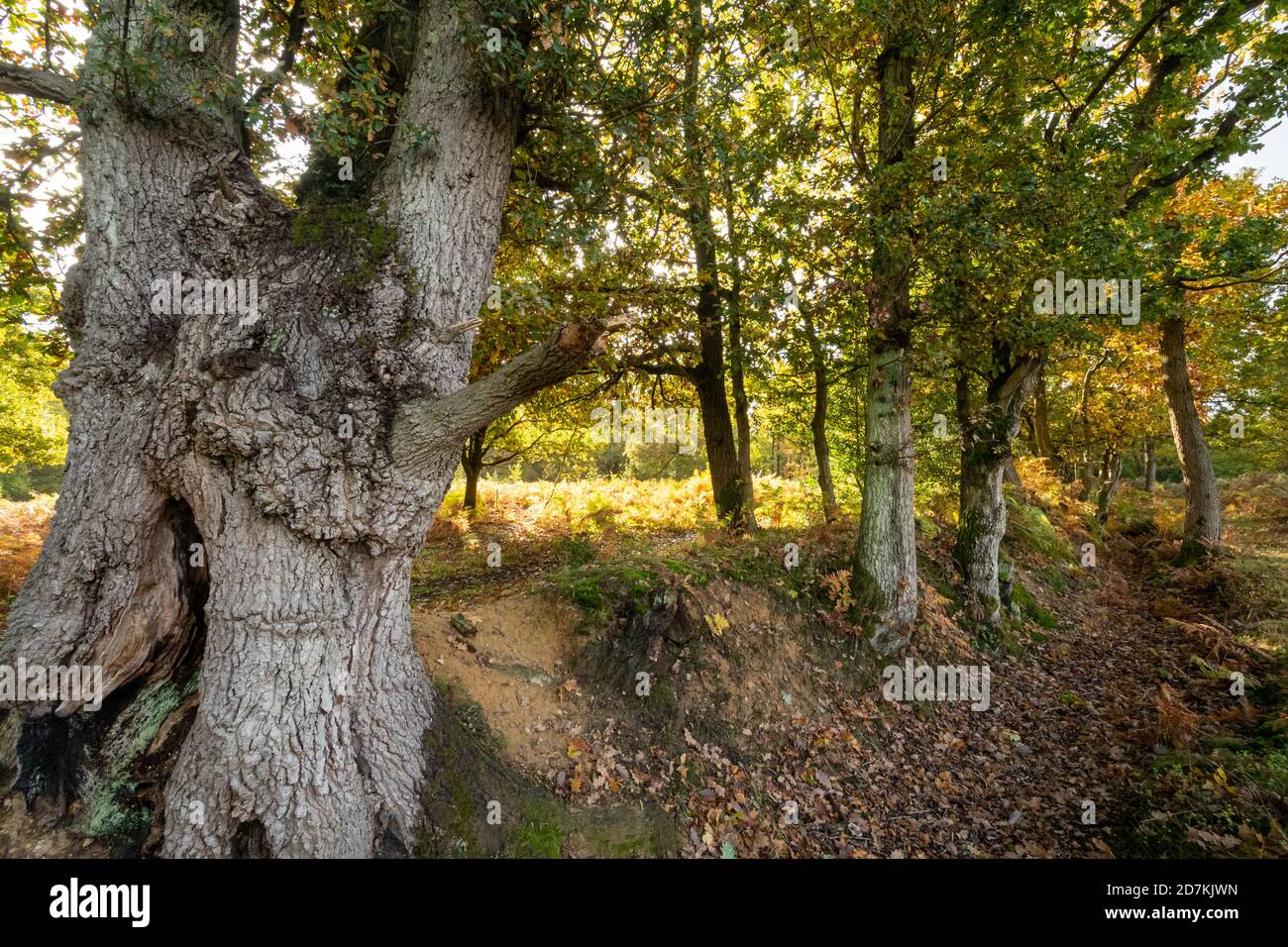 Paesaggio di Woodland nella foresta di Pamber, Hampshire, Regno Unito, durante l'autunno o ottobre Foto Stock