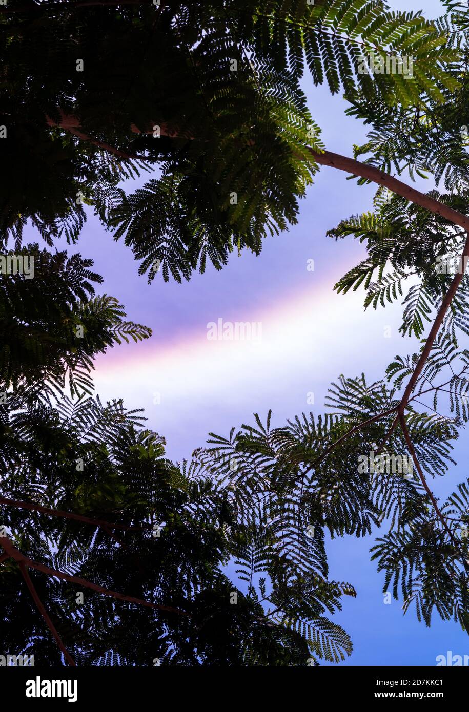 Alone solare osservato attraverso i rami di un albero tropicale Nel mese di maggio a Cuba Foto Stock