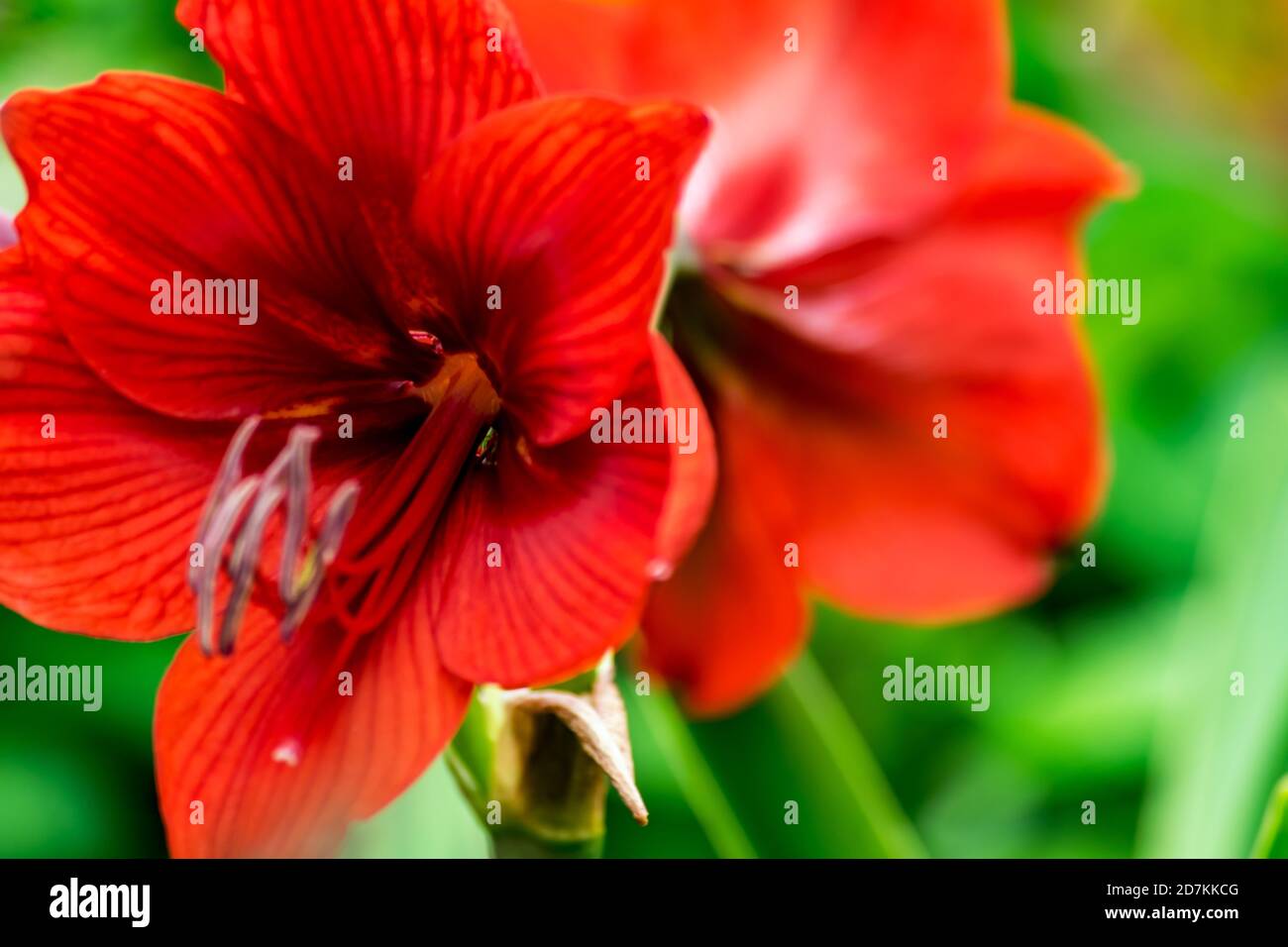 Primo piano foto di un fiore rosso di giglio aperto Foto Stock