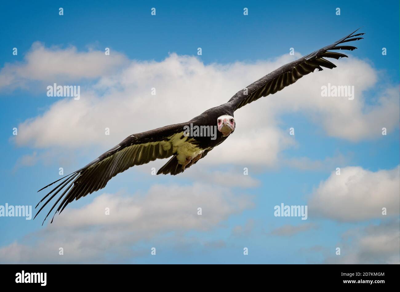 Primo piano di Vulture con le ali spalmato ampio scivolando dentro il cielo contro un cielo blu Foto Stock