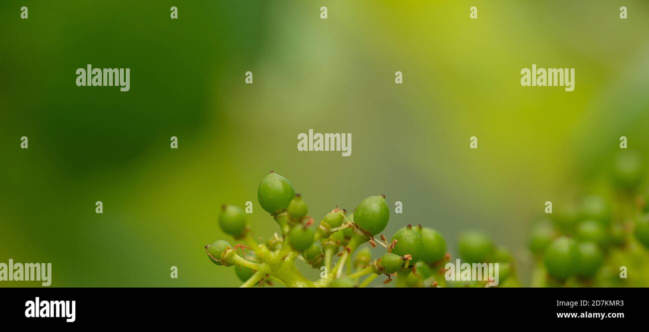 Primo piano di uve che crescono in pianta Foto Stock