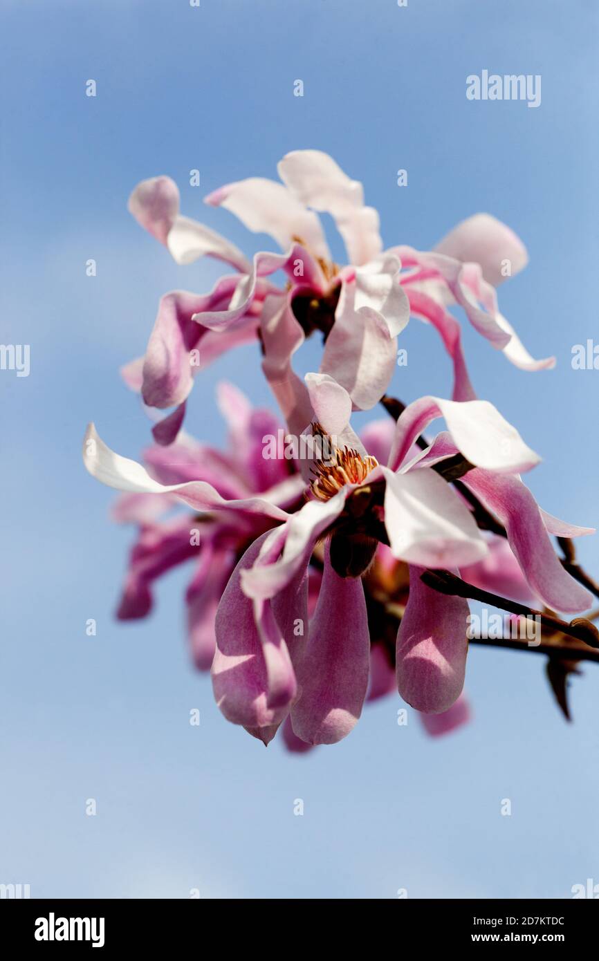 Fiore fiorente su ramo di albero Magnolia rosea Foto Stock