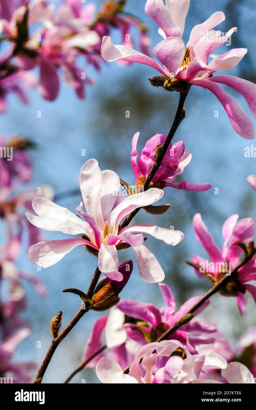 Primavera fiore blu cielo Magnolia rosea Foto Stock