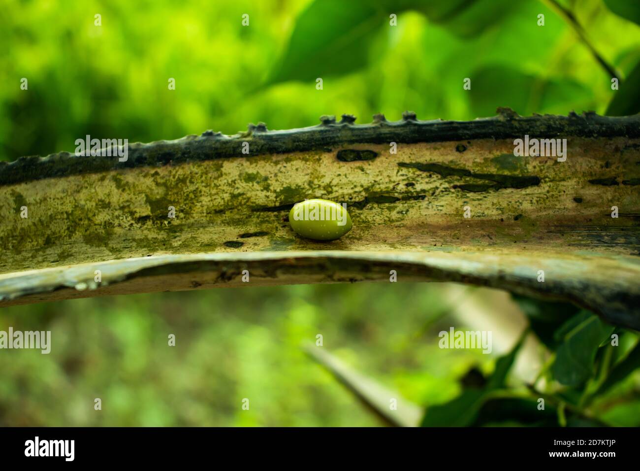 Palma di Palmyra o albero di Brab o palma di Palmyra o fiabellifero di borasso Foto Stock