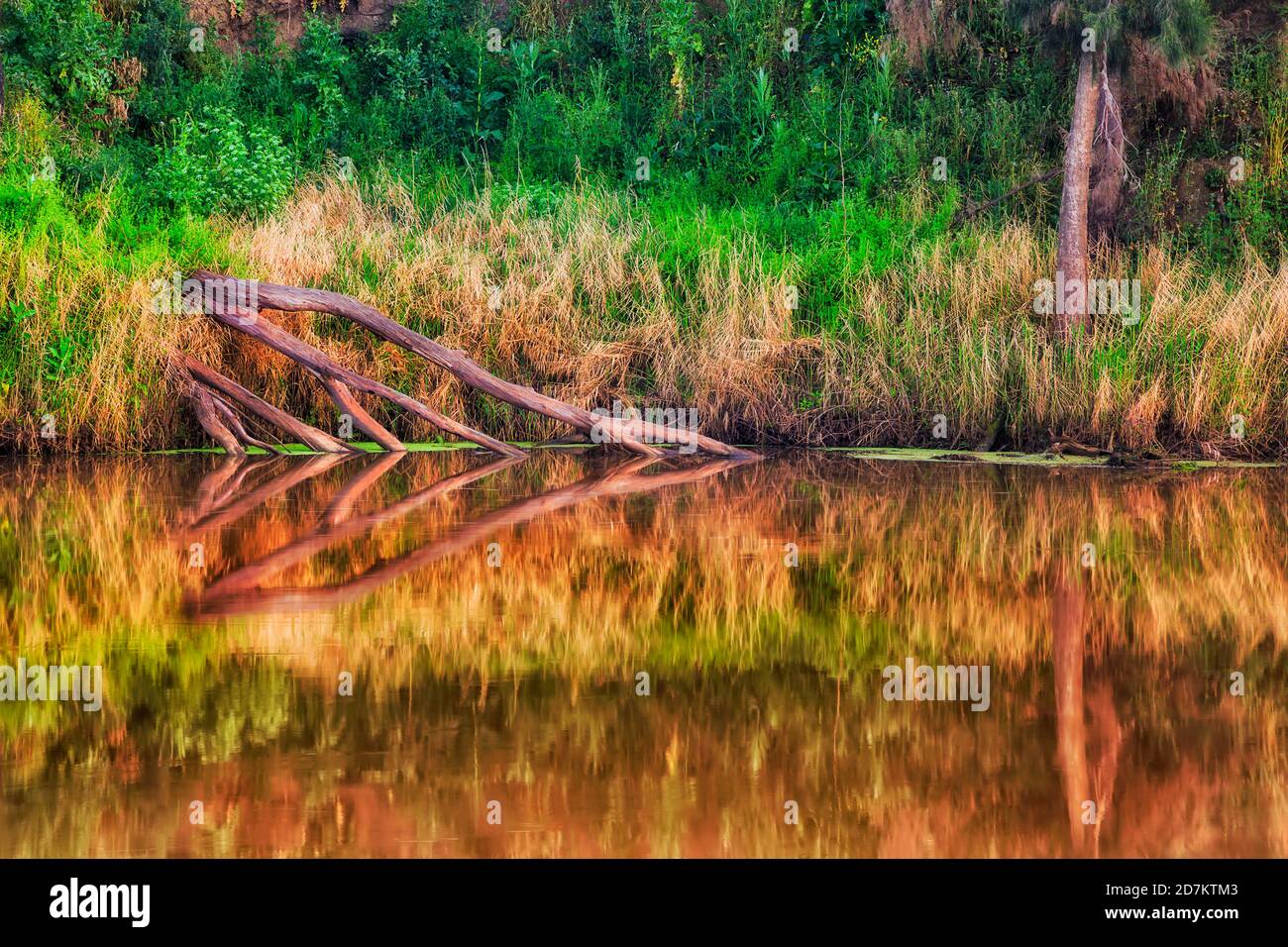 Tronchi di legno morto sommersi in calme acque pigre del fiume Macquarie con riflessione. Foto Stock