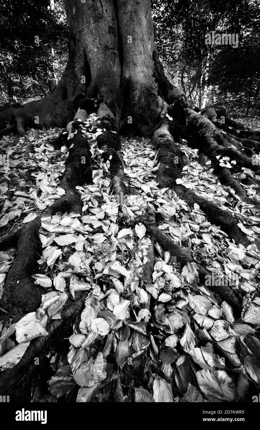 Radici degli alberi nei boschi di Padley Gorge, il Peak District Foto Stock