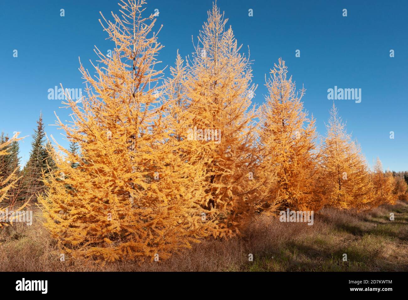 America del Nord; Stati Uniti; Alaska; Centrale (interno); piante; alberi; conifere decidue; Tamarack; laricina Larix Foto Stock