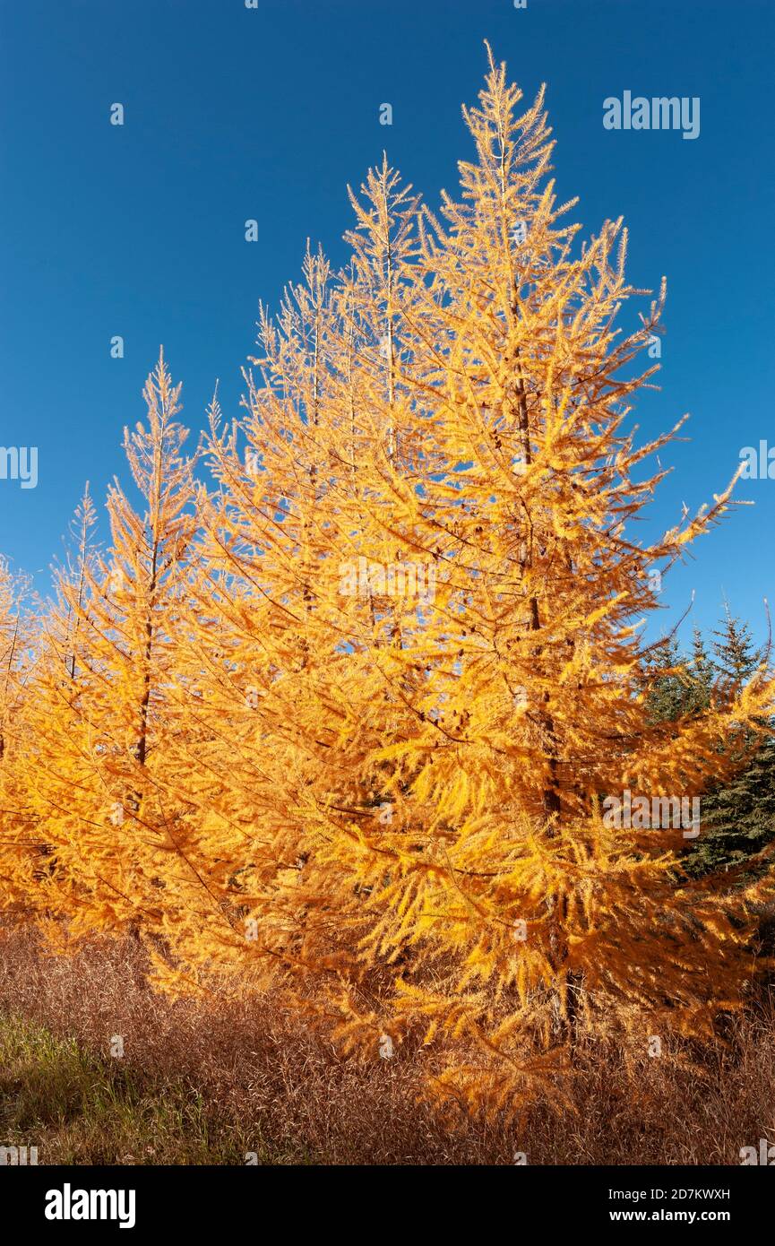 America del Nord; Stati Uniti; Alaska; Centrale (interno); piante; alberi; conifere decidue; Tamarack; laricina Larix Foto Stock