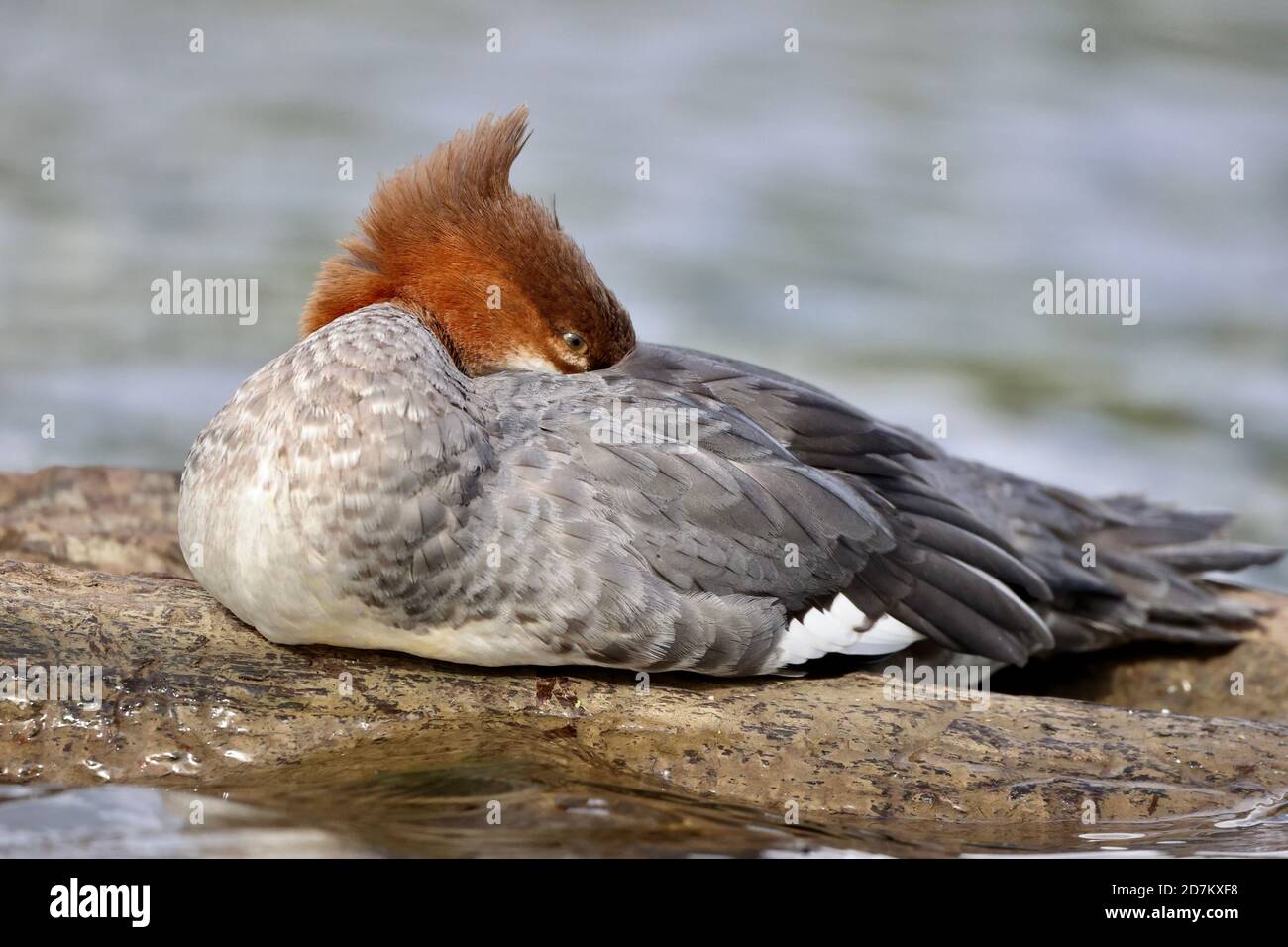 Anatra Merganser su un ceppo Foto Stock