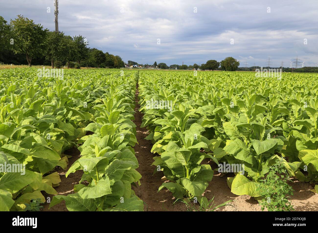 Piante di tabacco verde in un campo in Renania-Palatinato Foto Stock