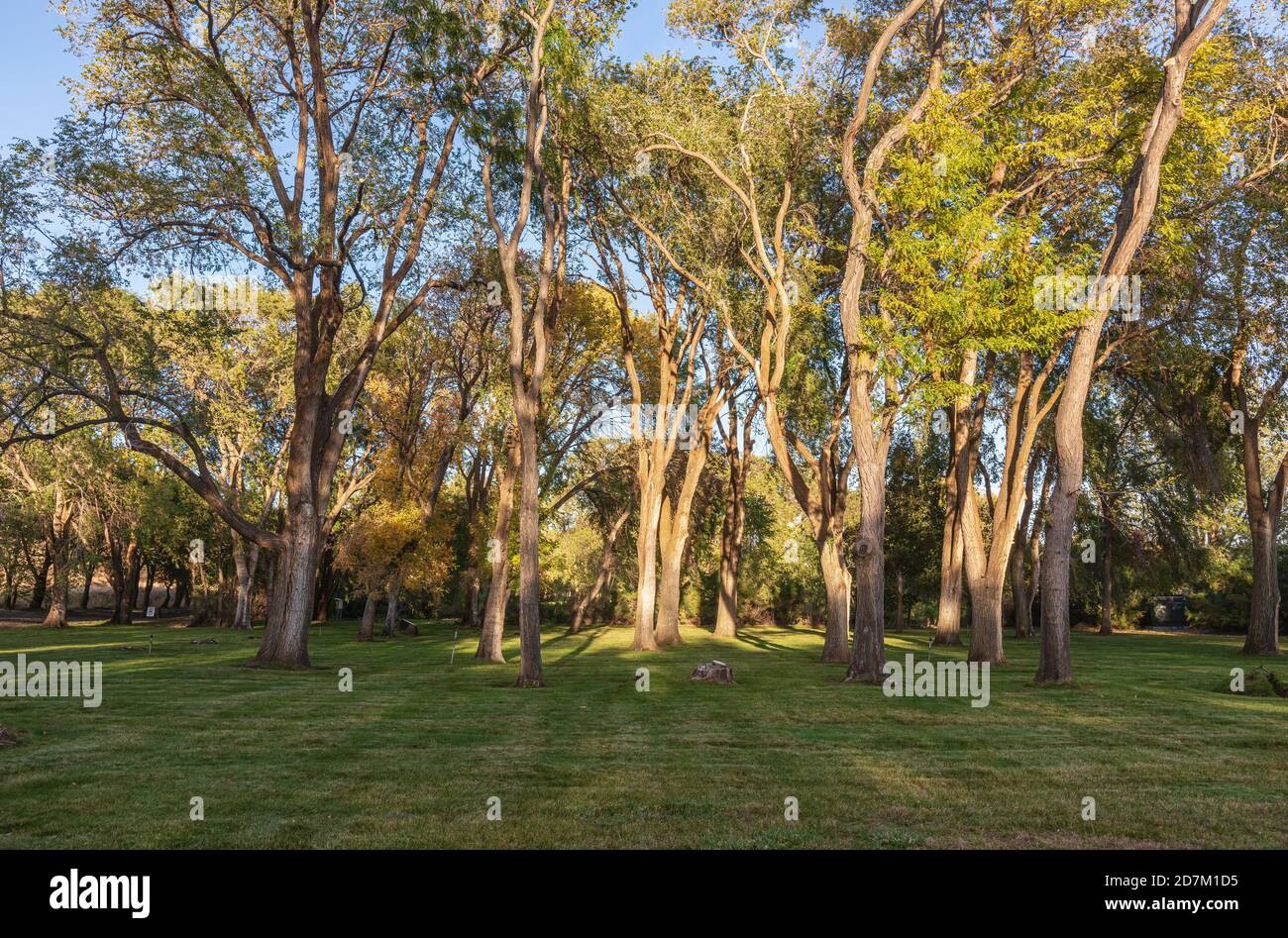 Maryhill museo di alberi d'arte e terreni paesaggistici Washington state. Foto Stock