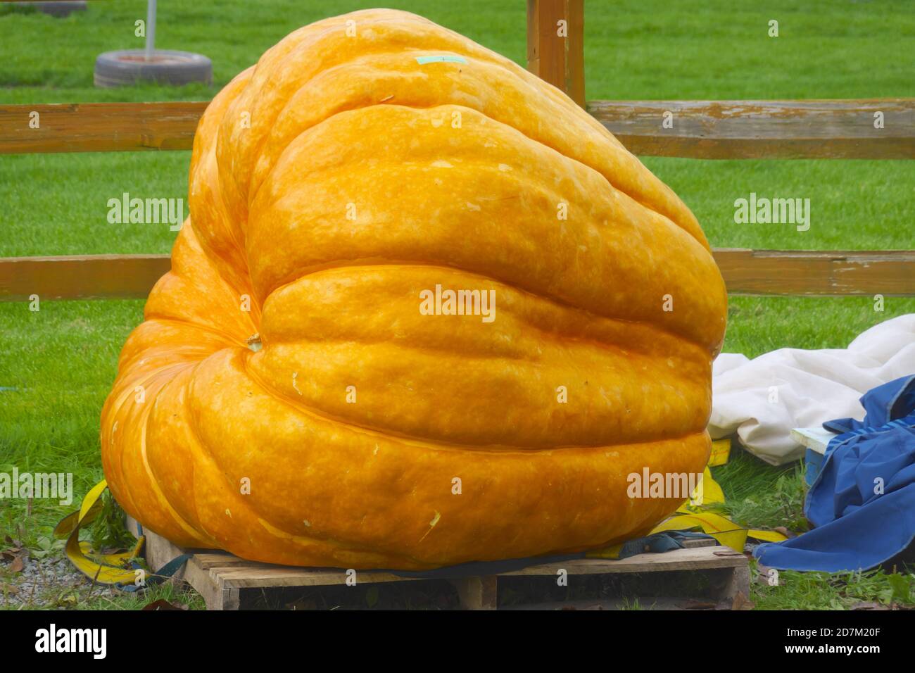 Una zucca arancione gigante su un pallet di legno. Foto Stock