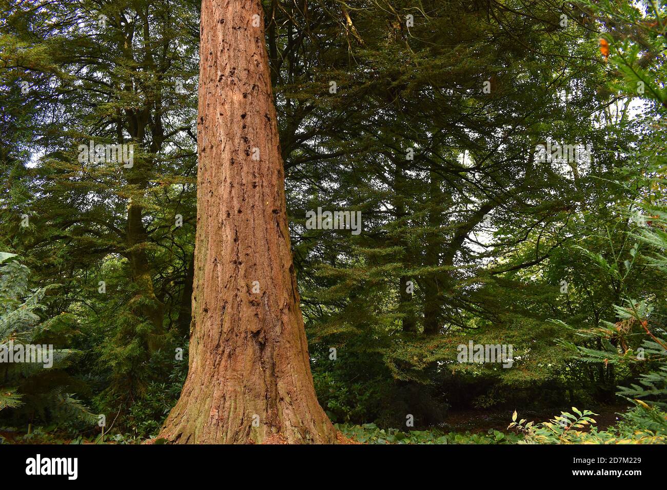 Sequoie giganti arrivarono in Inghilterra nell'era vittoriana in forest attraverso la Gran Bretagna importato specie americane si levano in piedi più alto di alberi che lo circondano Foto Stock