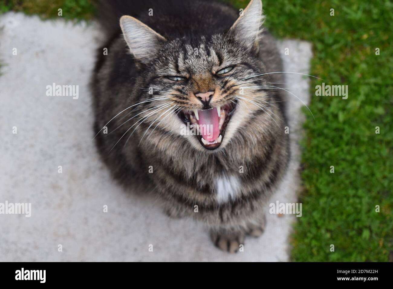 Siberian Forest gatto yawning è grande razza con lungo rivestimento denso e la testa è modificata a forma di cuneo con contorni arrotondati e occhi molto espressivi Foto Stock