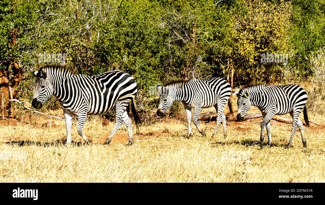 Zebre in safari nella natura selvaggia del Botswana in safari, viaggi di lusso, viaggi nella fauna selvatica, selvaggio, avventura, bush, viaggi di lusso, africa, cieli blu, avventurieri Foto Stock