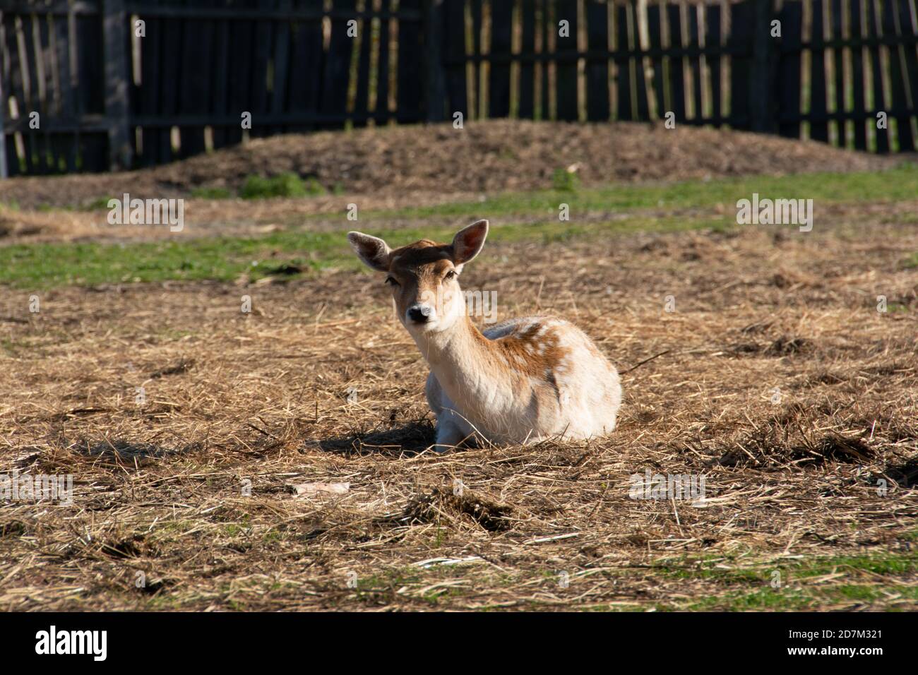 Cervi che si stendano al sole Foto Stock