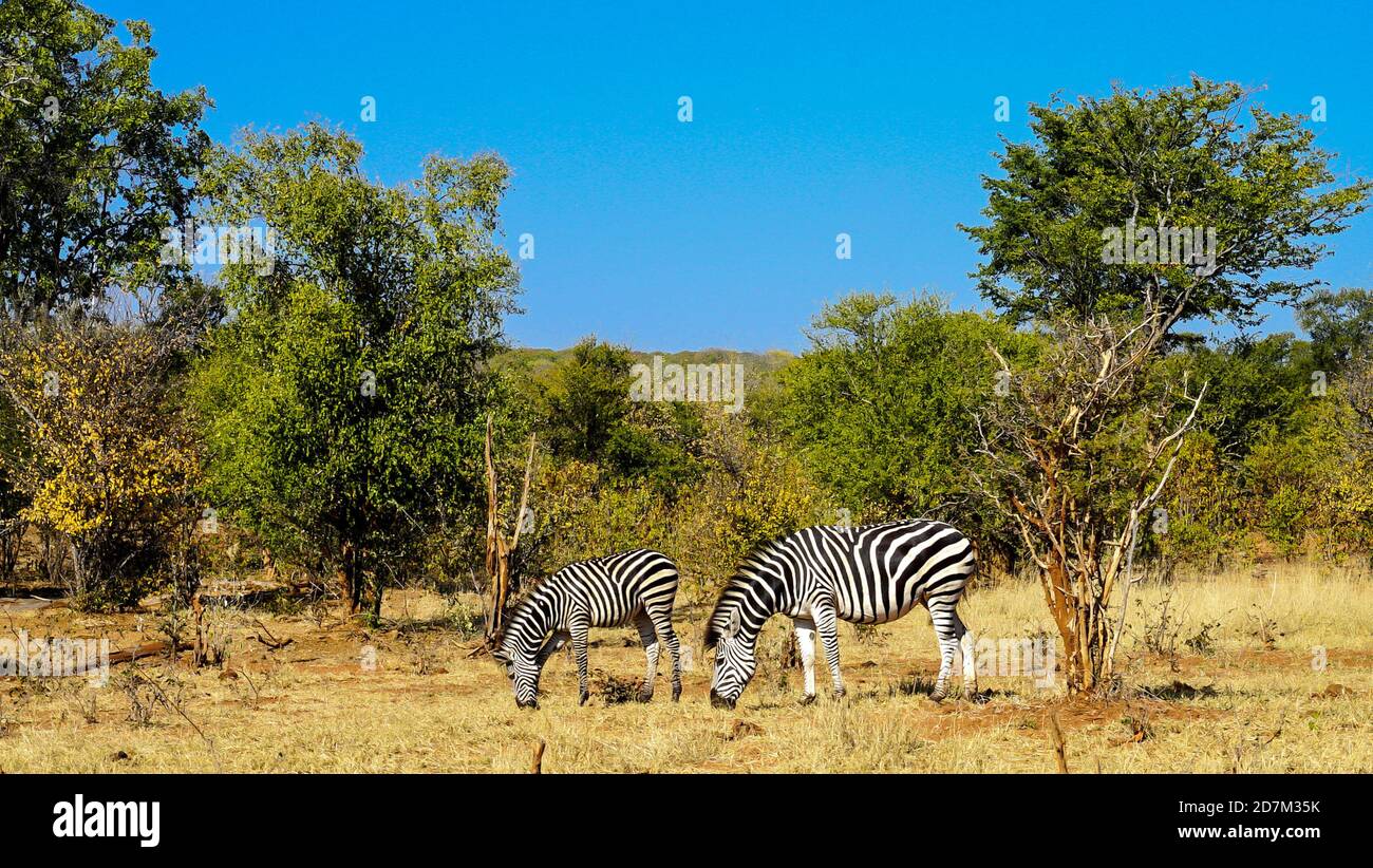 Zebre che mangiano erba durante il safari in botswana, viaggi di lusso, africa, cieli blu, avventura, fotografia naturalistica, strisce zebrate Foto Stock