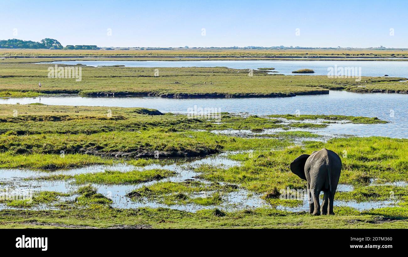 L'acqua potabile degli elefanti solitari nelle praterie del delta dell'okavango in botswana in safari, viaggi di lusso, avventura, viaggi selvaggi, grandi spazi aperti, praterie Foto Stock