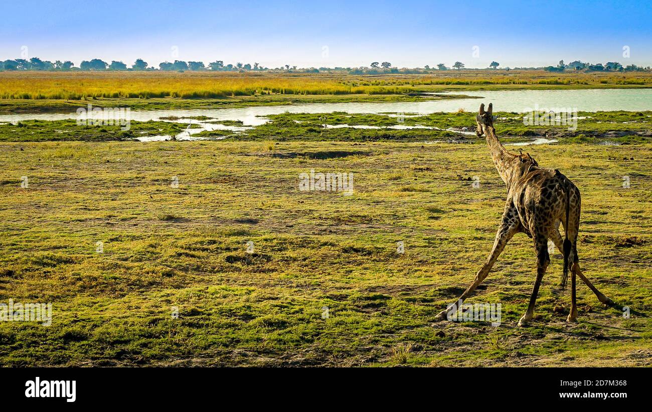 Giraffa africana che piega l'acqua potabile con uccelli sul retro ammirando la vista del Delta dell'Okavango in Botswana Africa vista durante un safari di lusso Foto Stock