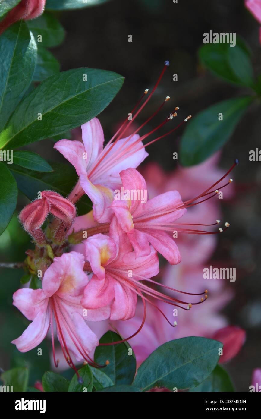 Azalee rosa e dolce (viscosum Azalea), arbusto sempreverde a foglia larga con fiori rosa tromba estremamente profumati Foto Stock