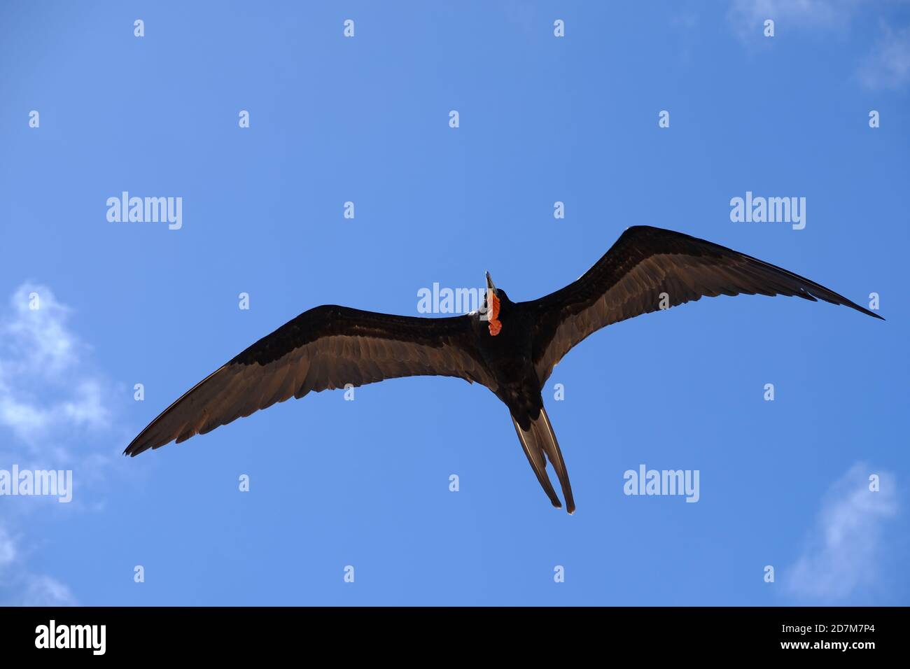 Ecuador Isole Galapagos - Isola di San Cristobal vela Frigatebird Foto Stock