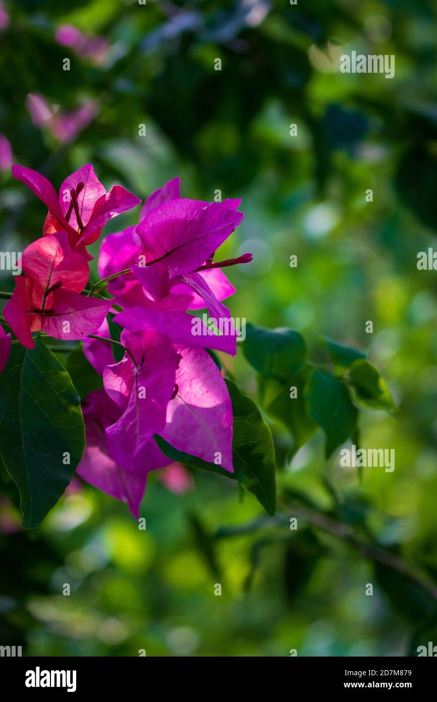 Bella closeup di buganvillea magenta fiori con una sfocatura verde sfondo Foto Stock
