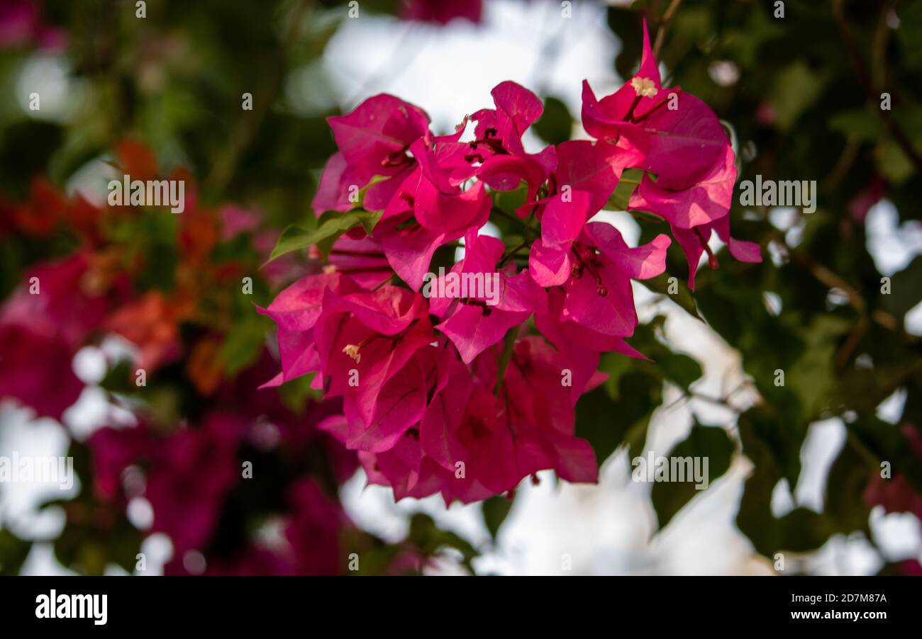 Bel ramo di fiore rosa magenta bougainvillea fiori con un sfondo scuro sfocato Foto Stock