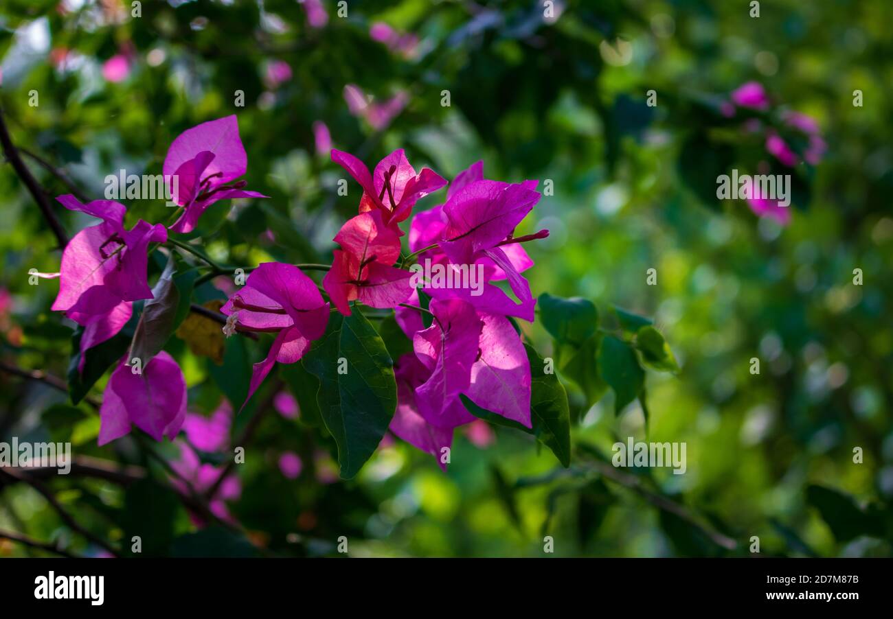 Bel ramo di buganvillea magenta fiori e foglie con un sfondo verde sfocato Foto Stock