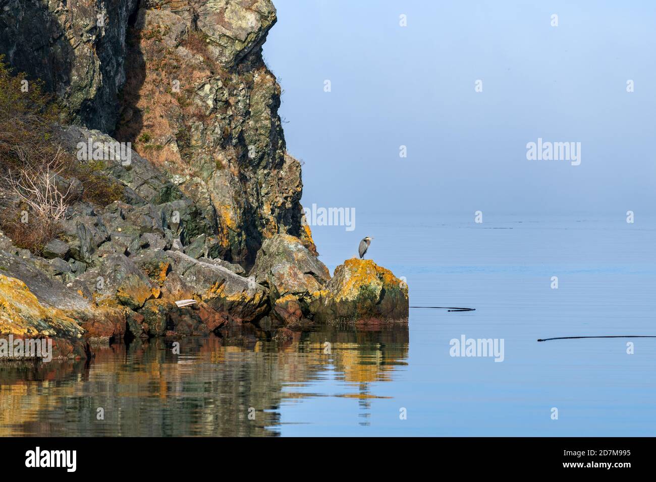 Un airone blu arroccato su una roccia a Watmough Bay sull'isola di Lopez, Washington, USA Foto Stock