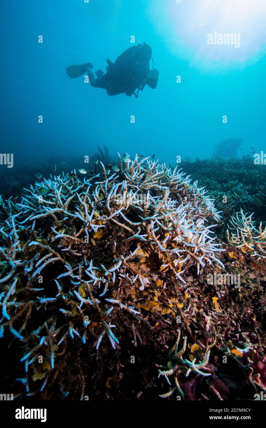SUBACQUEO con coralli sbiancati Foto Stock