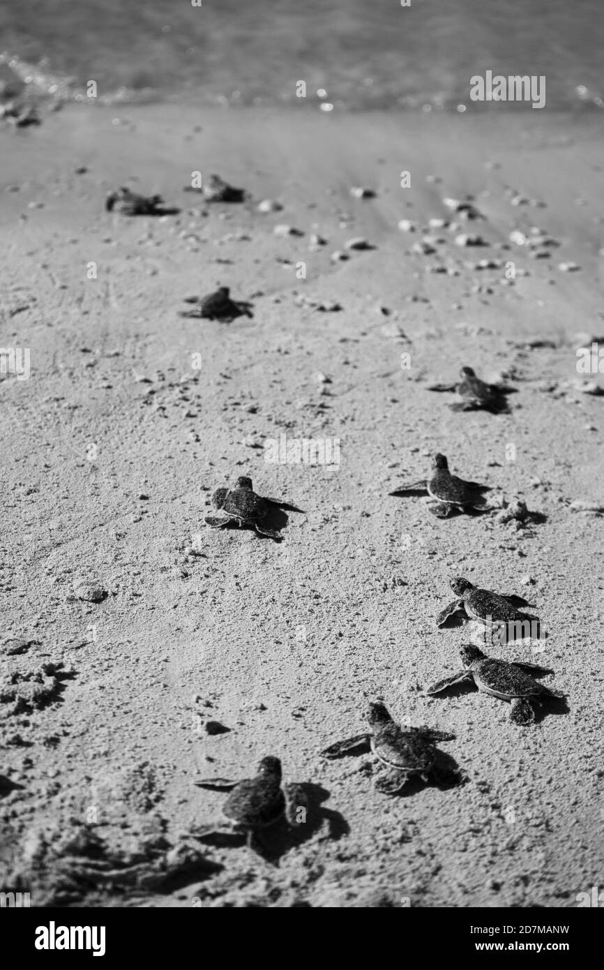 Foto verticale di una piccola tartaruga marina sulla spiaggia Foto Stock