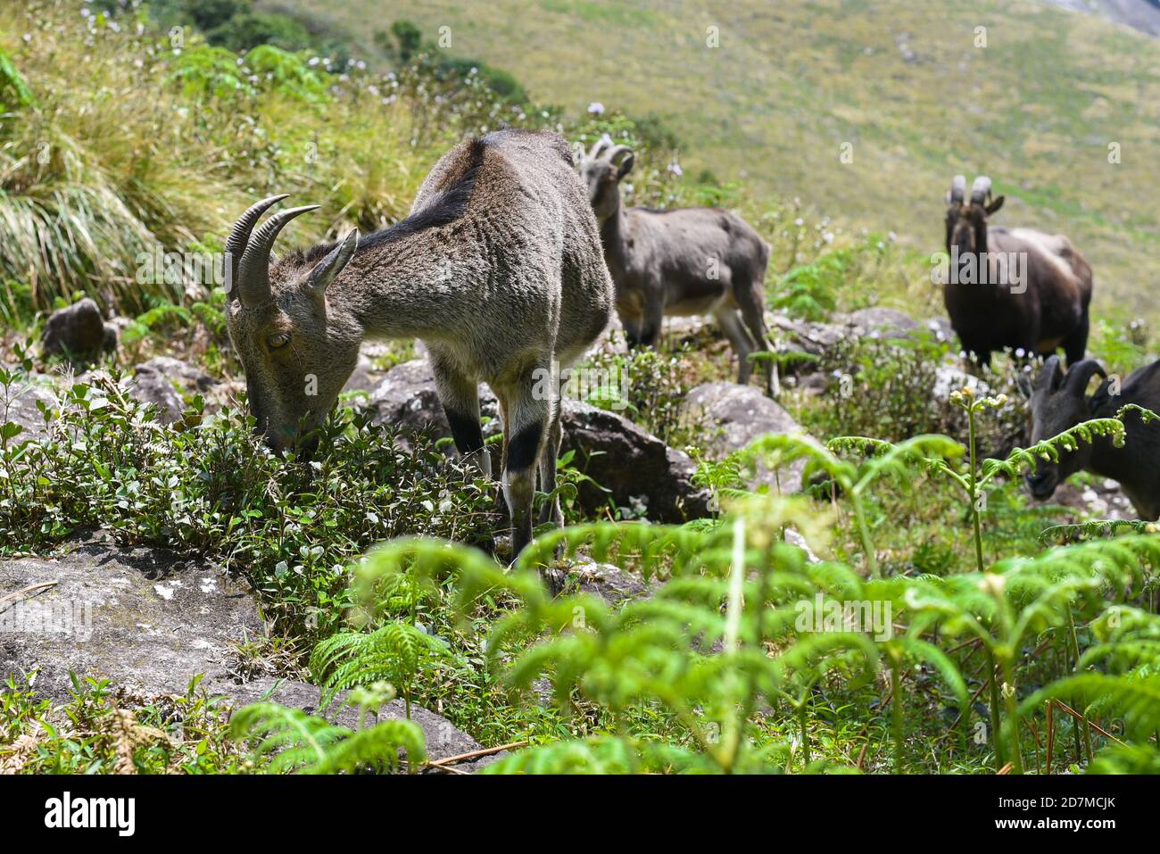 Montagna capra Nilgiri Tahr Nilgiritragus hylocrius Rajamala Riserva Naturale in Munnar Kerala India occidentale Ghats.Tea piantagione e fabbrica di tè Foto Stock