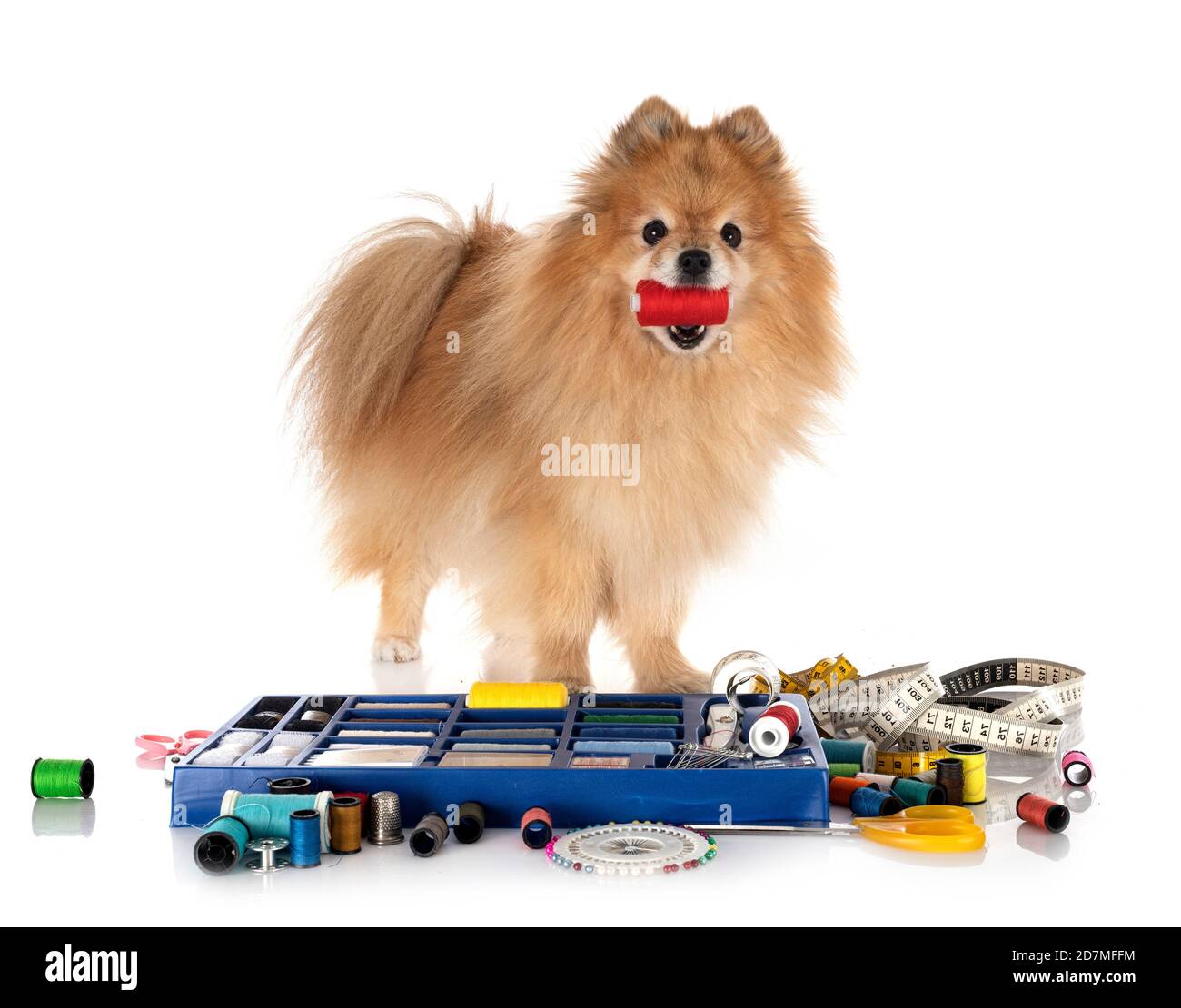 Accessori per cucire e piccolo cane di fronte a sfondo bianco Foto Stock