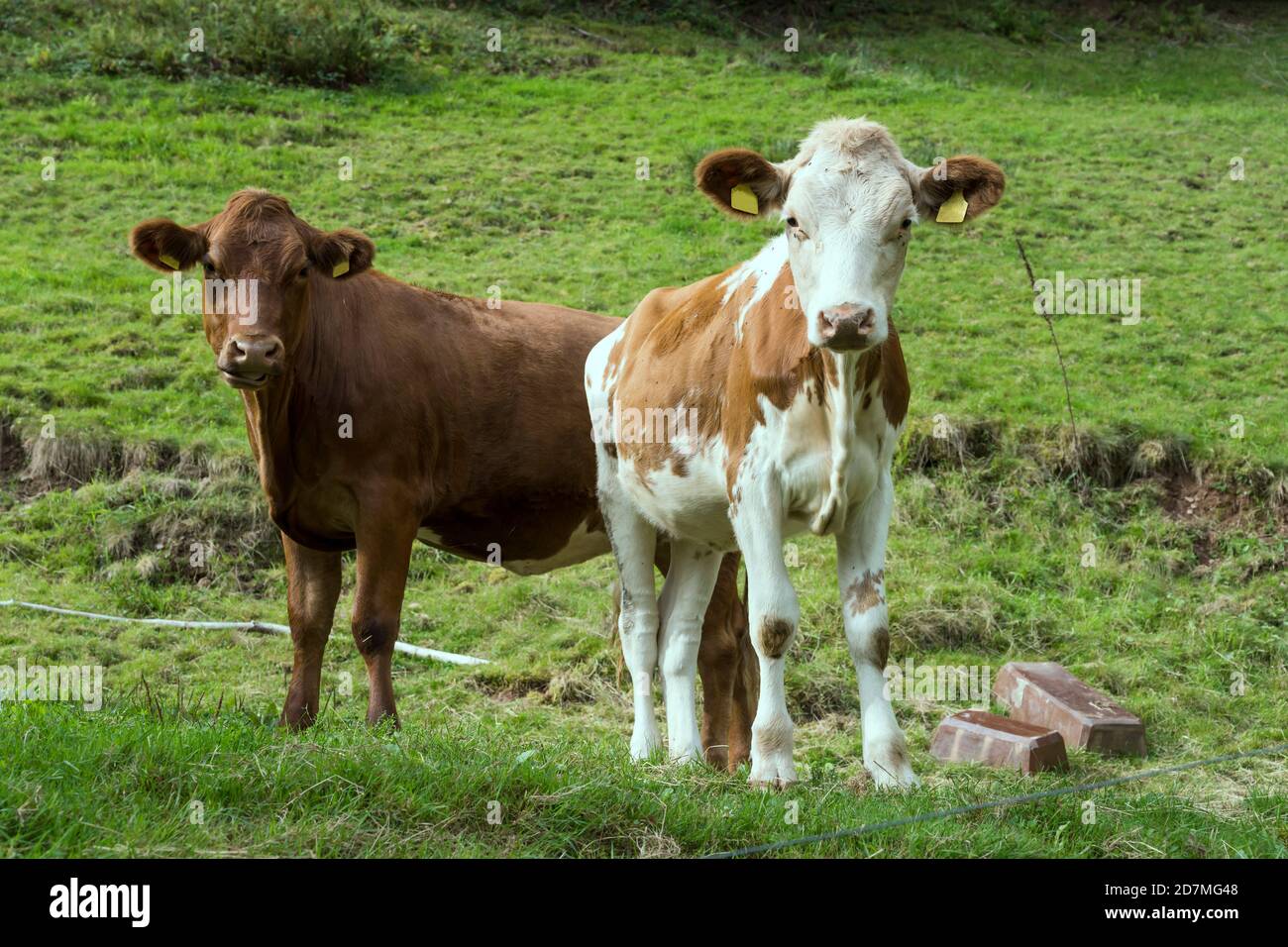 Vacche giovani e brune accatastate sul pendio verde, sparato in luce estiva vicino Ibach, Foresta Nera, Baden Wuttenberg, Germania Foto Stock