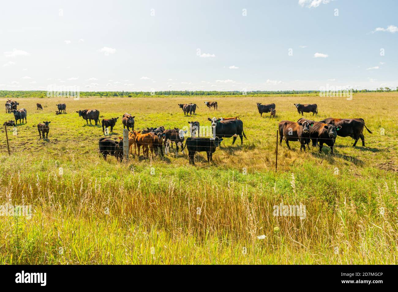 Fattoria rurale Ontario Canada Foto Stock