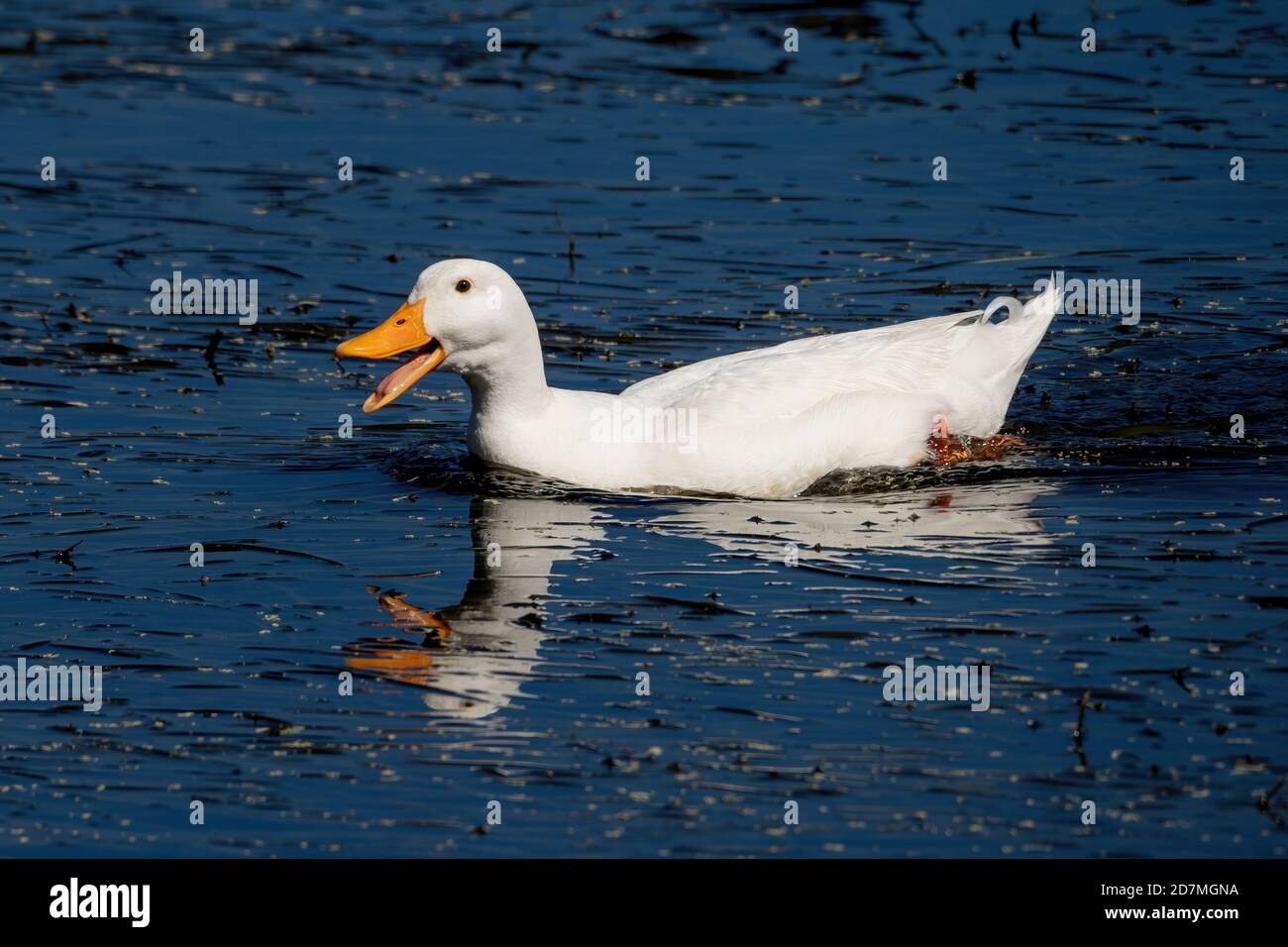 Pekin anatra nuoto con la bocca chiusa e uno sfondo blu Foto Stock