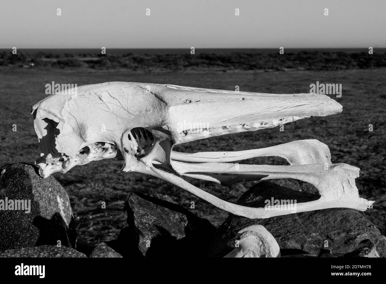 Un vecchio cranio di delfini a Monocromo la mattina presto presso il campeggio Boulders nel Parco Nazionale di Namaqua, Sud Africa Foto Stock