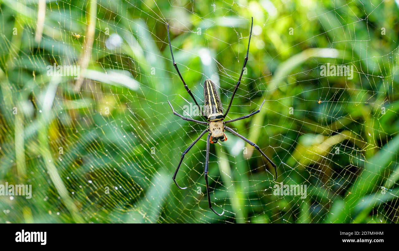Enorme ragno banana nel suo web in okinawa giappone lusso viaggi arachnofobia ragni gambe tropicale paradiso trappola vola sfondo verde turismo di viaggio Foto Stock