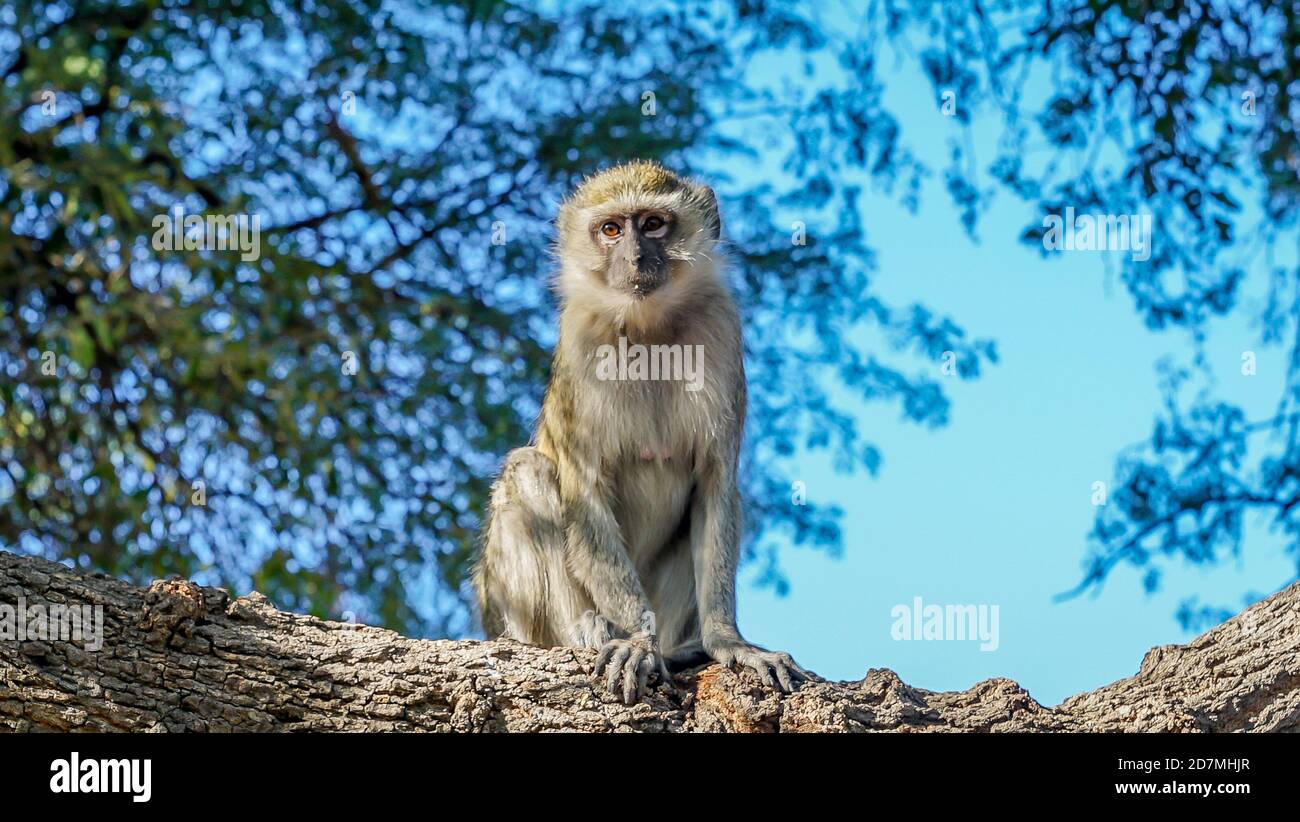 Scimmia di vervetto in un albero nel delta di okavango in botswana africa su safari viaggio di lusso coda scimmia affari carino viaggi africa avventura turismo Foto Stock