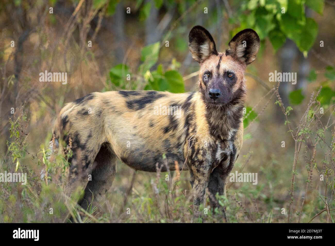 Ritratto orizzontale di un cane selvatico adulto nel fiume Khwai Okavango Delta Botswana Foto Stock