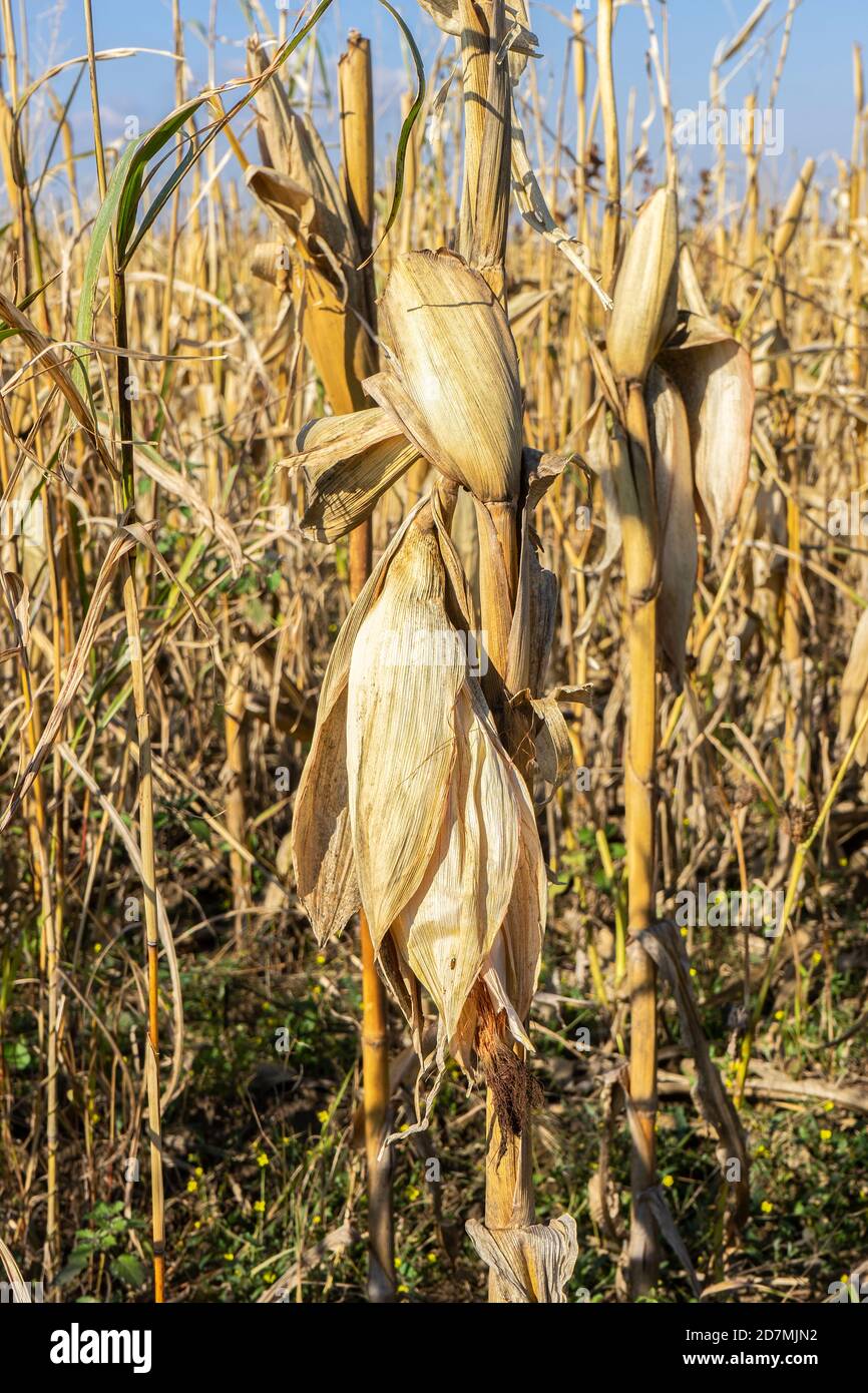 Asciugare il campo di mais maturo prima della mietitura Foto Stock