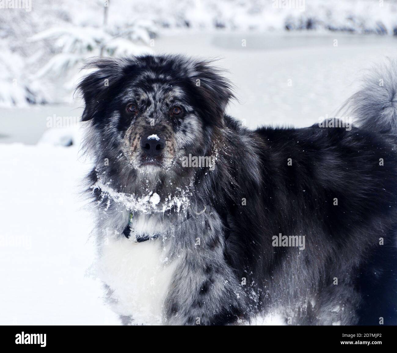 Ritratto di un cane dopo aver giocato sulla neve. Foto Stock