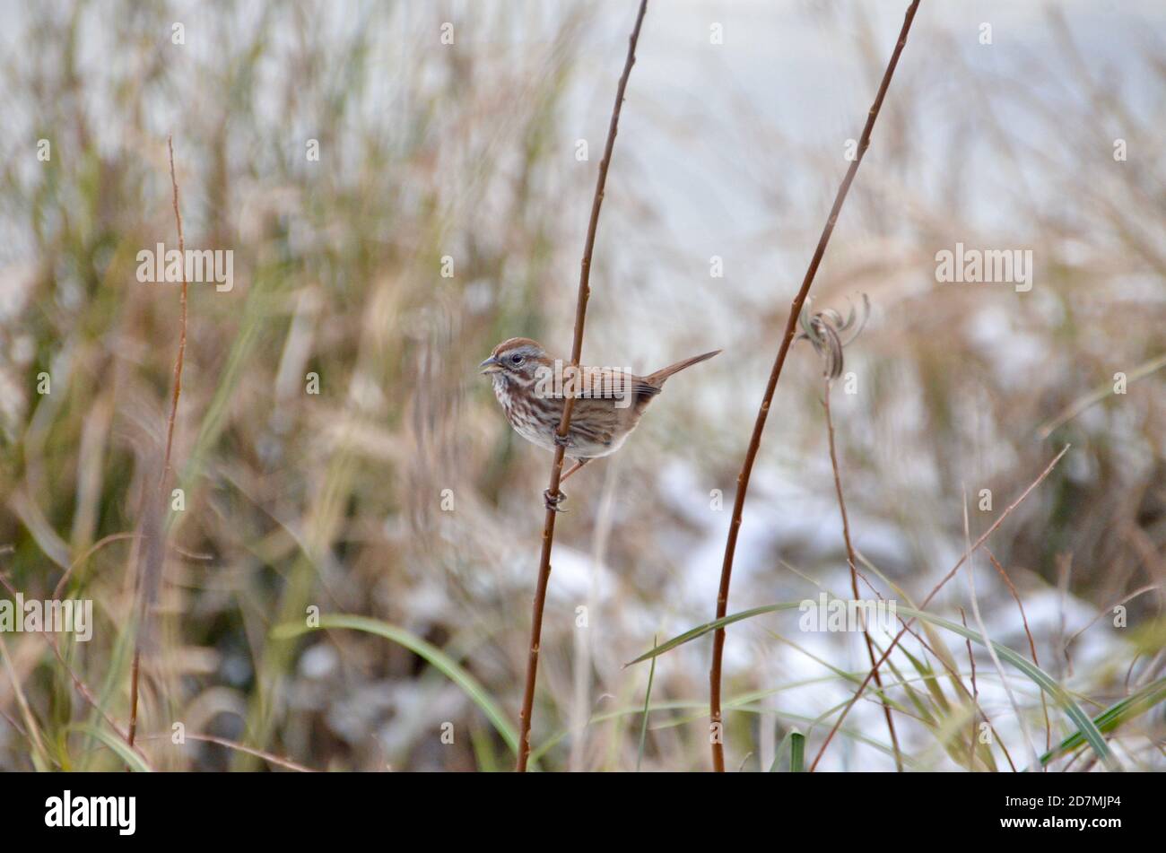 Un passero di canzone appollaiato su un sottile ramo. Foto scattata in una giornata invernale innevata al Summerlake Park, Oregon. Foto Stock