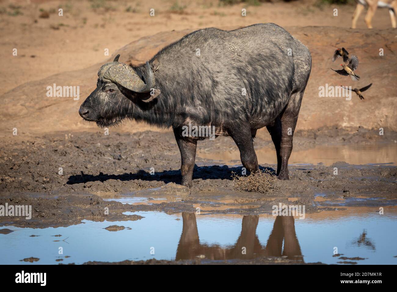 Ritratto orizzontale di un bufalo adulto in piedi nel fango Sole mattutino nel Parco Kruger in Sud Africa Foto Stock